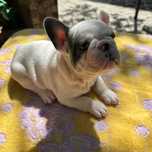 Bulldog francez cățeluș