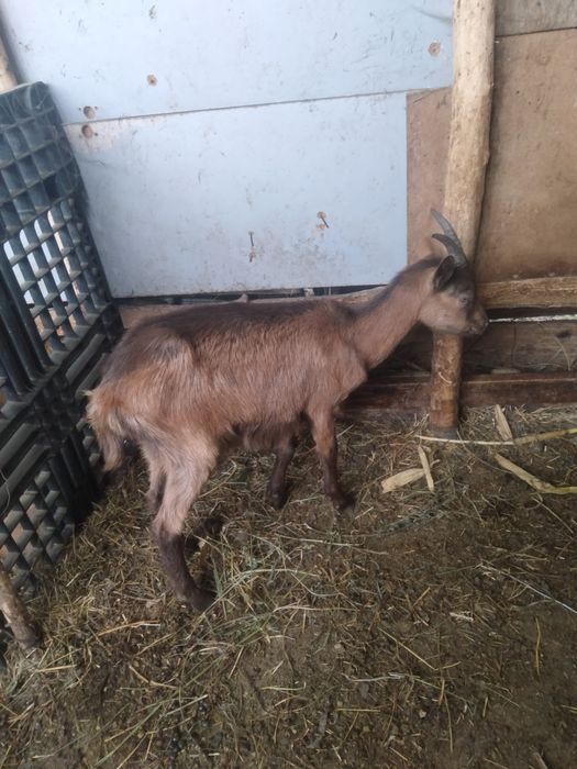 Vând capre 1600lei toate 5
