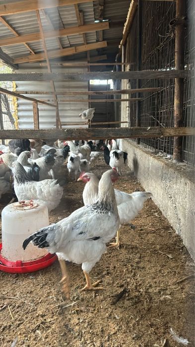 Курицы адлерские