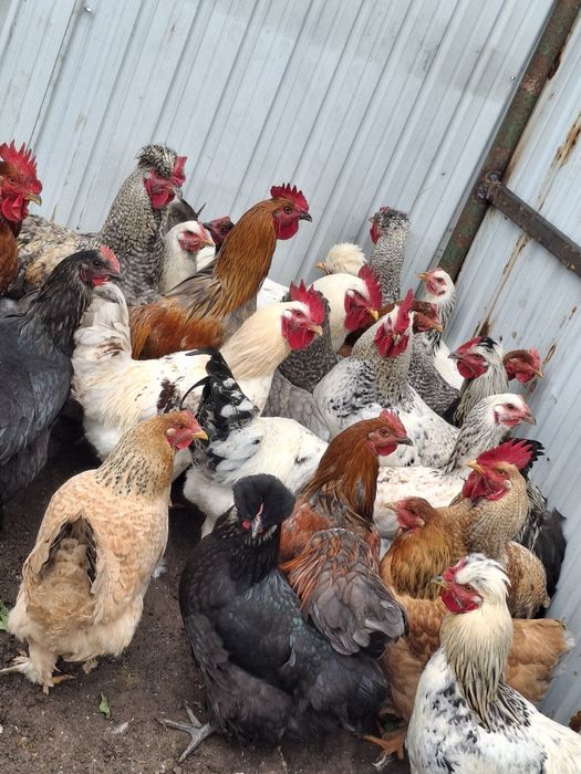 Cocoșii  tineri de ținut