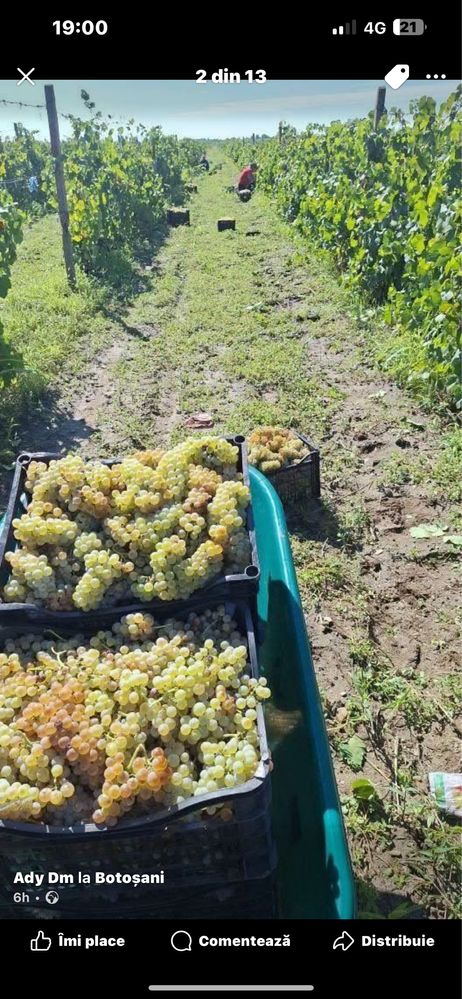 struguri de vin direct de la producator de 20 hectare
