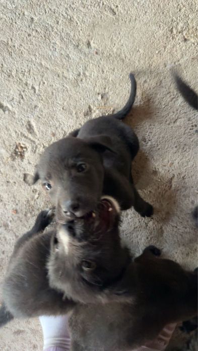 donez 6 catelusi (5 fetite si 1 baietel)