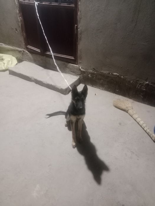 Evropeiske afcharka 4oylik urgʻochi