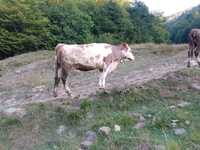 Vacă Bălță românească