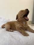 Goldendoodle femela
