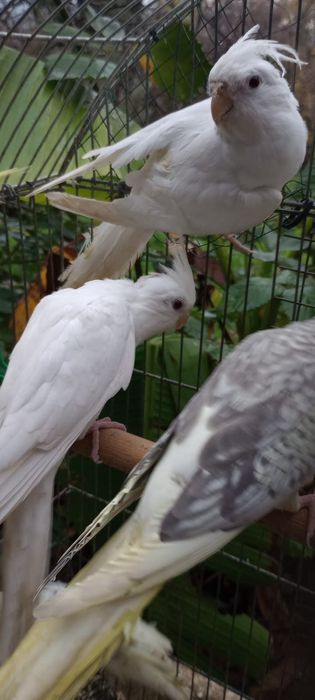 Папагал от вида корела