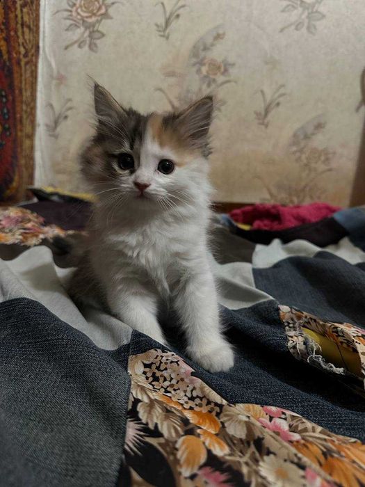 Отдам котят девочки