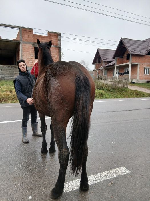 Vînd mînza de un 1 ani si 2 lun