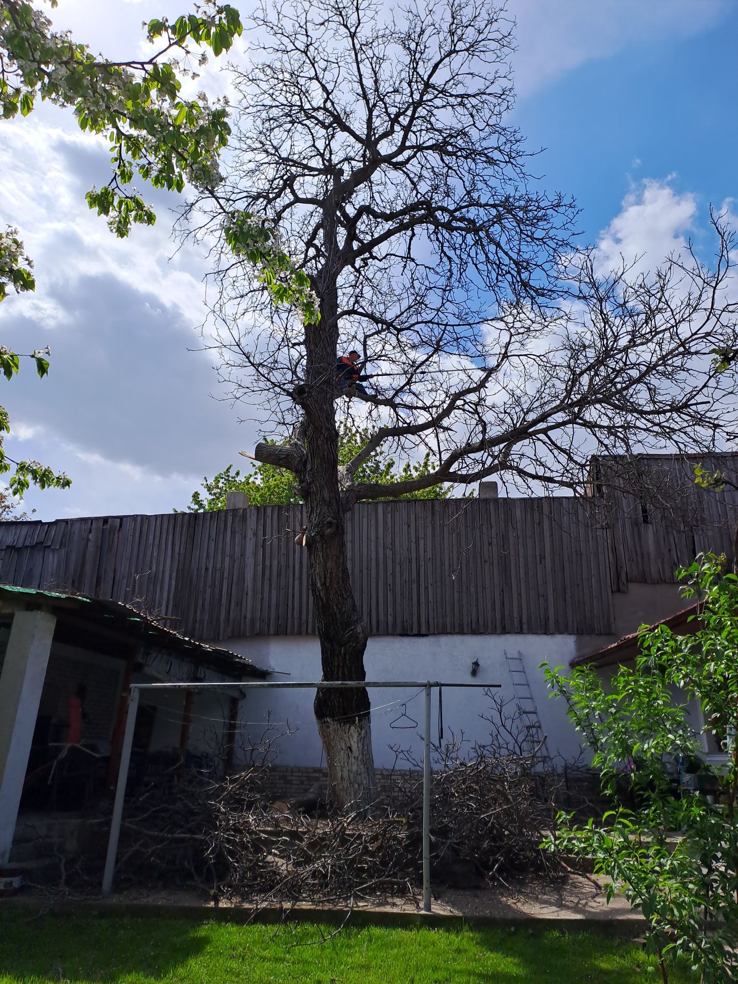 Tăiere/Cosmetizare/Fasonare Arbori de Mari Dimensiuni.