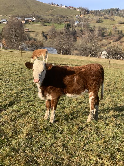 Vitele baltate romanesti de vanzare