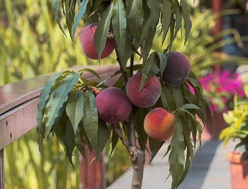 Pomi Fructiferi Pitici Dwarf