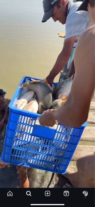 Tirik Baliq Xorazmdan Toshkentga