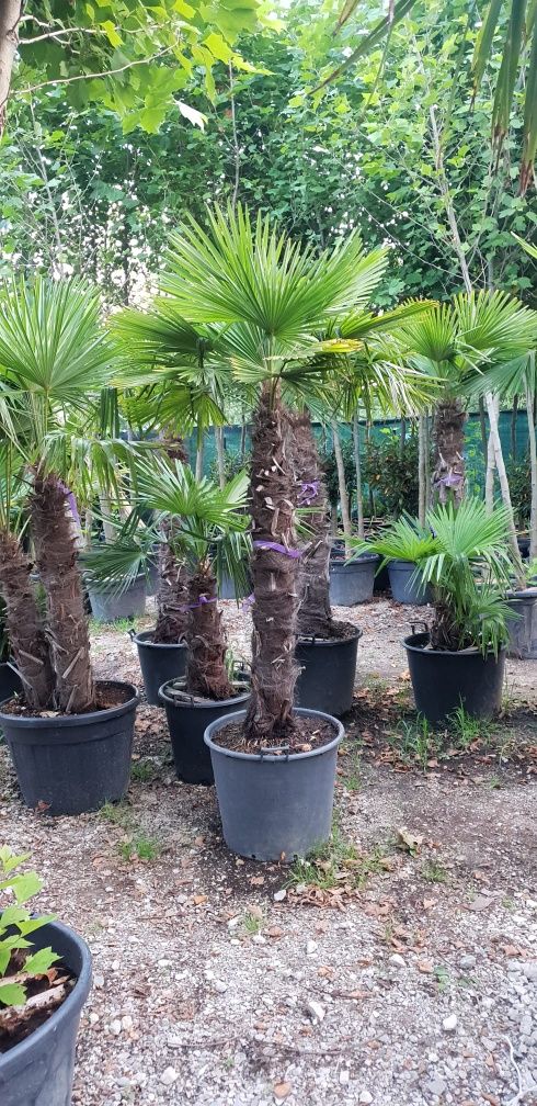 Palmierii trachicarpus Fortunei toate dimensiunile