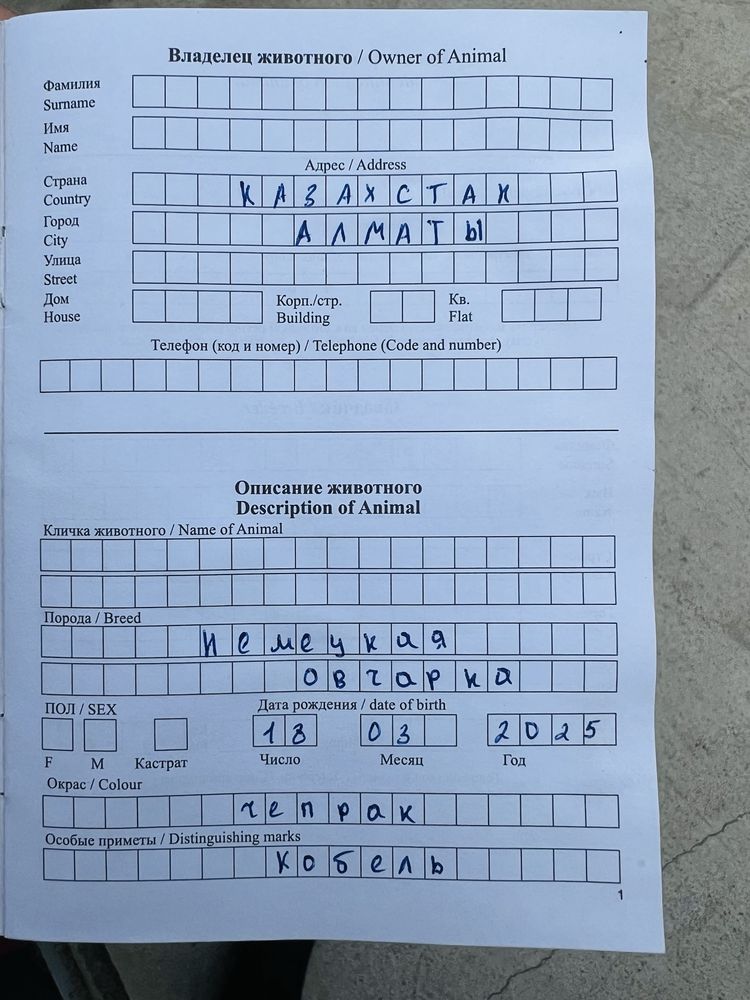 Продам шенка немецкой овчарки