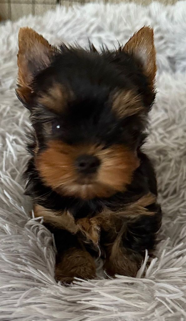 Yorkshire Terrier pedigree ACHR/FCI