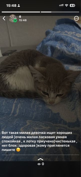 Отдам котенка девочку