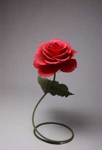 Цветок ростовой роза