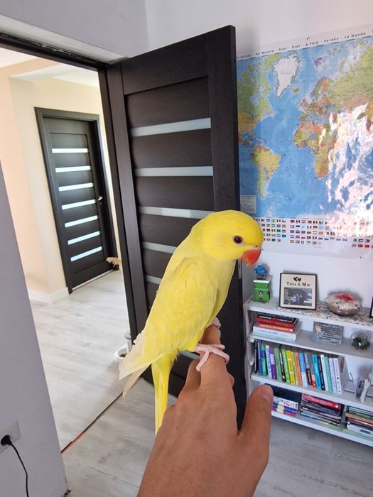 Micul Alexander blânzi