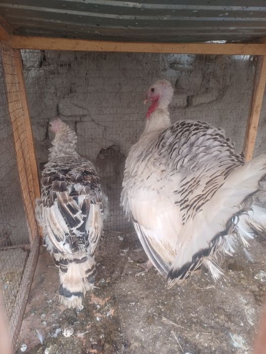 Induk sotiladi. Qo'qon buvaydada