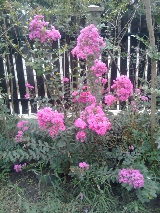 Продавам ИНДИЙСКИ ЛЮЛЯК (Lagerstroemia indica) от 80 см до 4м.