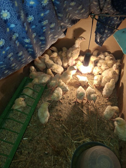 Пилета ДЮК . НА 10 дена