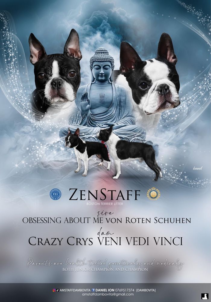 Boston Terrier (nu Bulldog Francez)