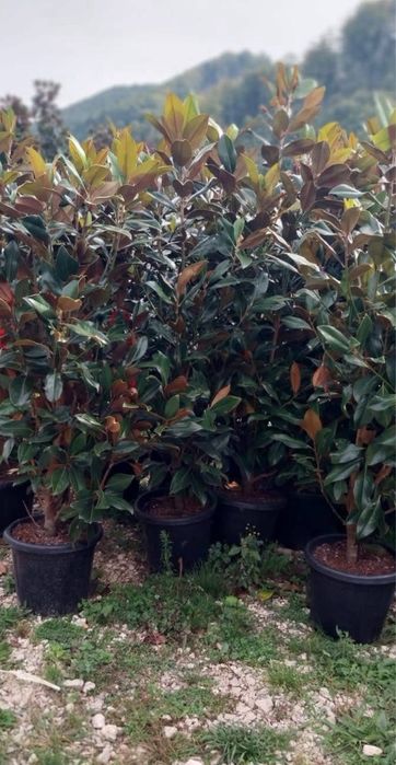 Magnolia grandiflora – Frumusețe nobilă și eleganță naturală