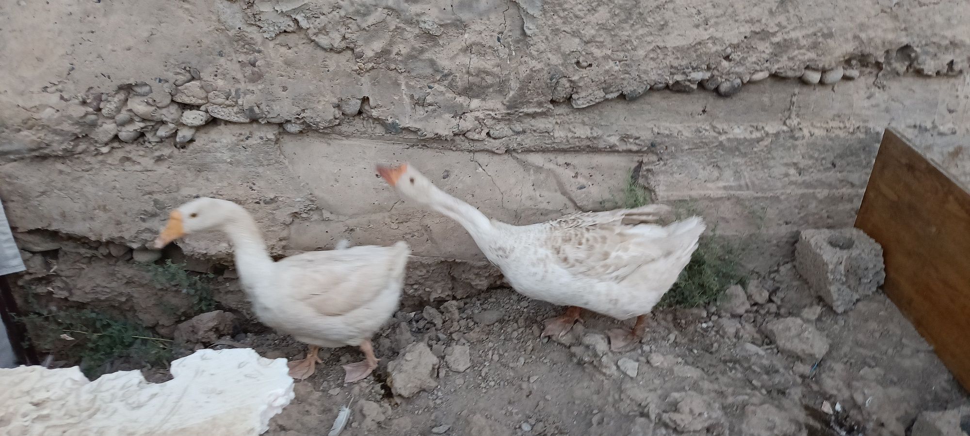 G'ozlar sotiladi