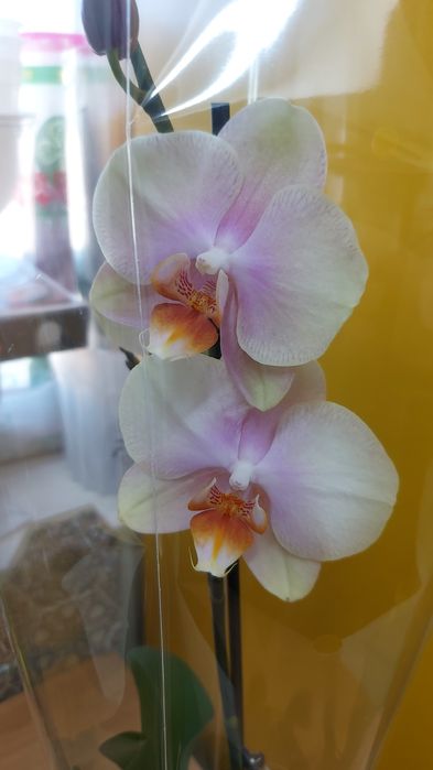 Продам    орхидеи