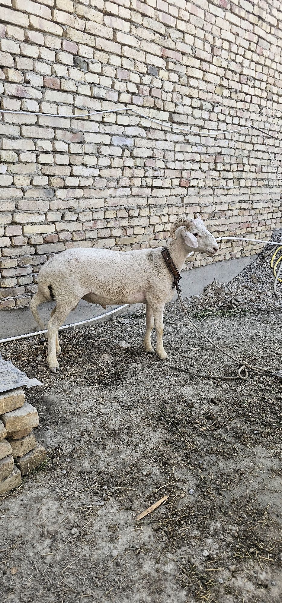 Quchqor sotiladi