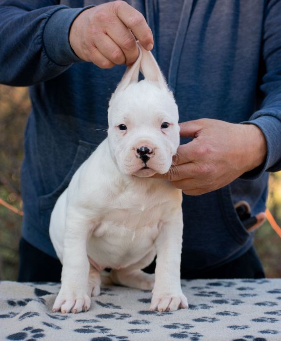 Dogo Argentino Femela 6 săptămâni