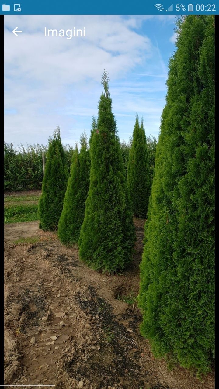 Vă oferim o gama foarte mare de plante ornamentale gazon rulou etc