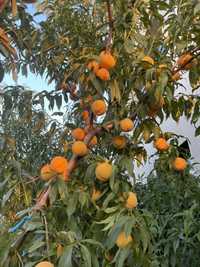 Pomi fructiferi pe rod / pomi la ghiveci