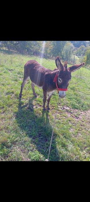 Vând un măgăruș ..