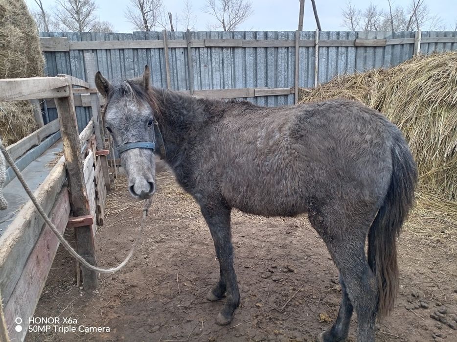 Продам тай еркек