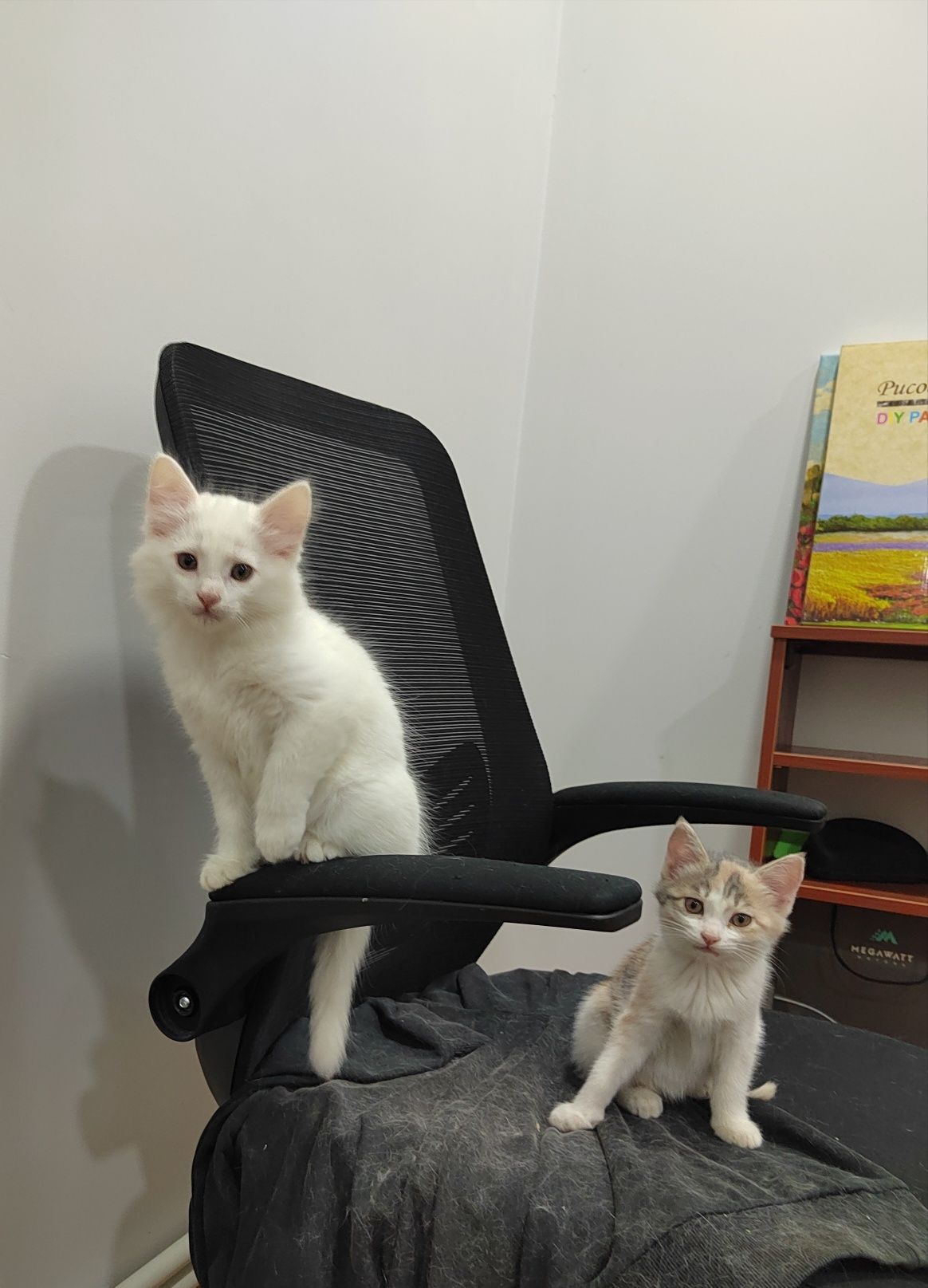 Продам котят метисов