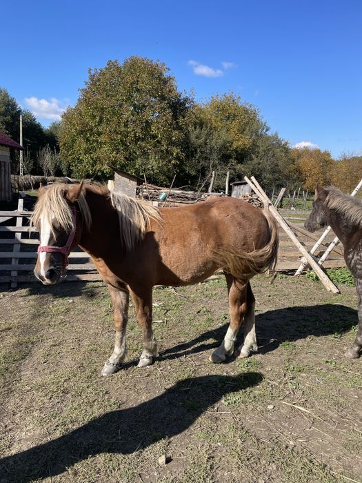 Vand manza doi ani de zile