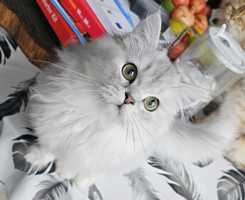 Британски дългокосмести котенца