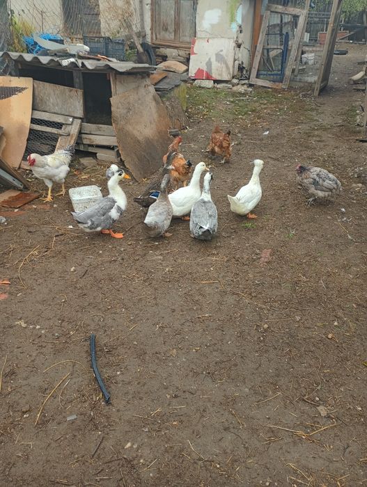 Vând sau schimb rațe