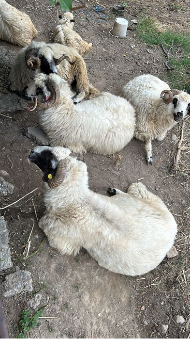 Vand  4 berbeci de tinut , sau de taiat!