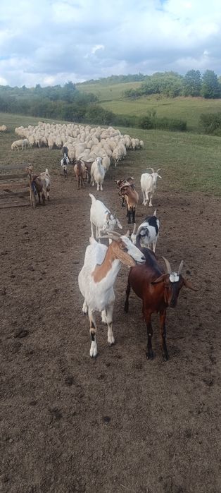 Vând capre și ieduțe