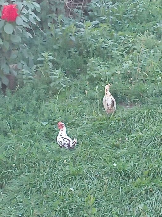 Vând cocosi americani