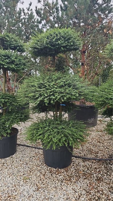 Cupressocyparis leylandii ideal pentru un gard viu