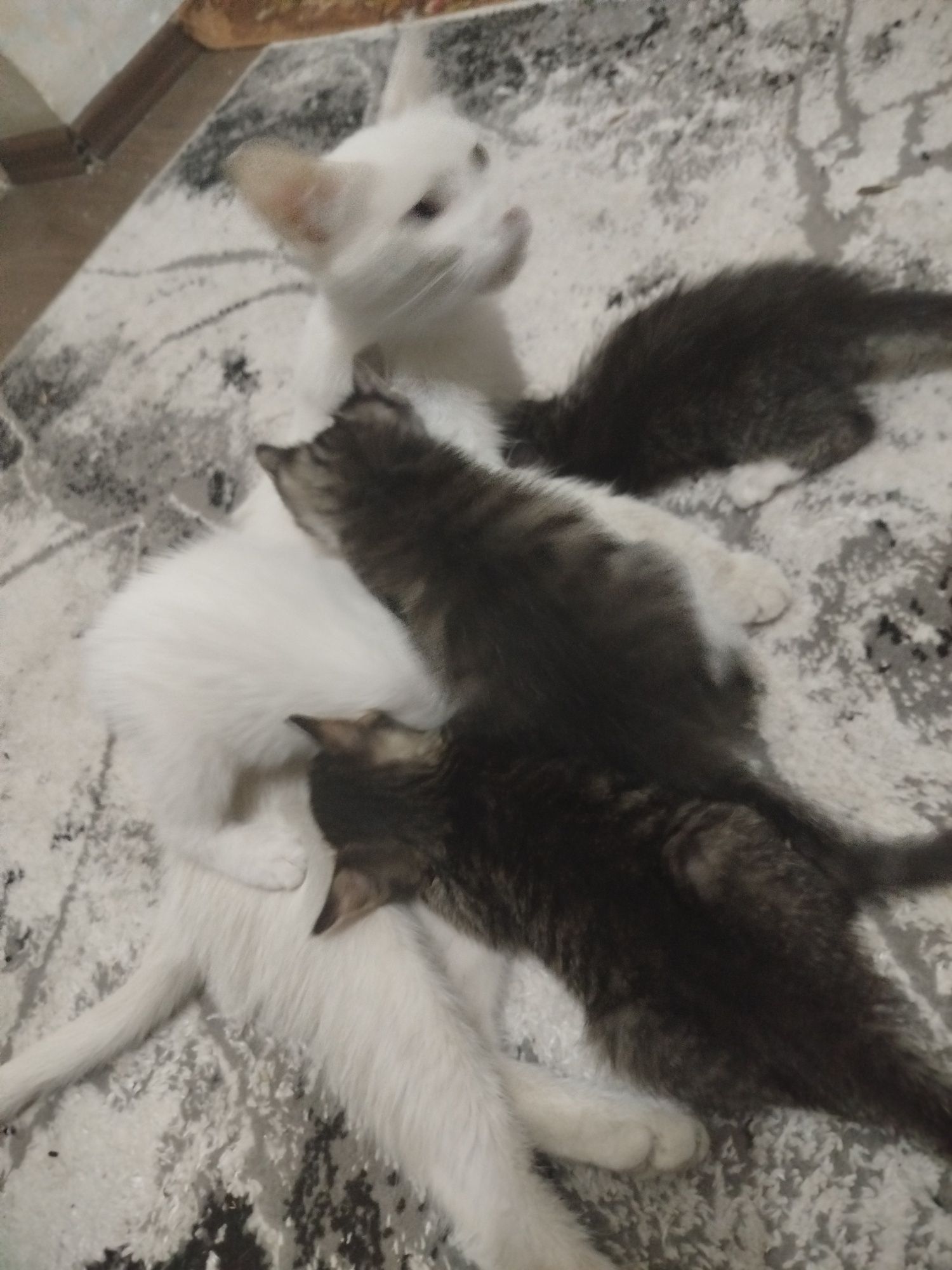 O'g'il bola mushuk 1 ta qoldi, котята