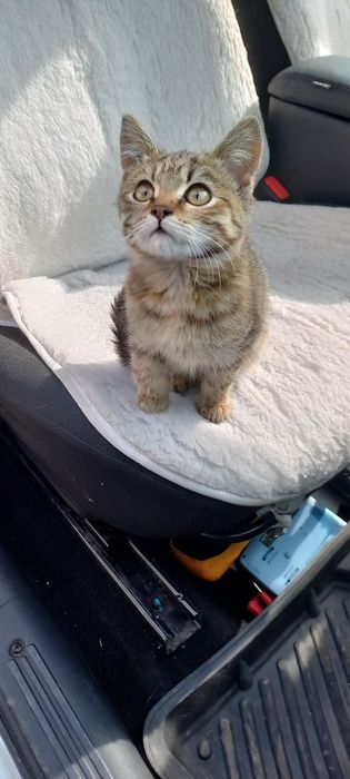 Отдам маленьких котята котенок кошки кошка