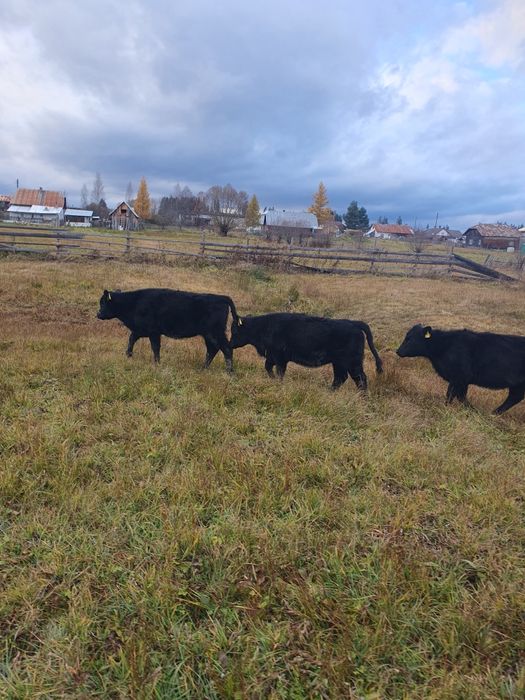 Vitele Angus 6-8 luni  de vanzare