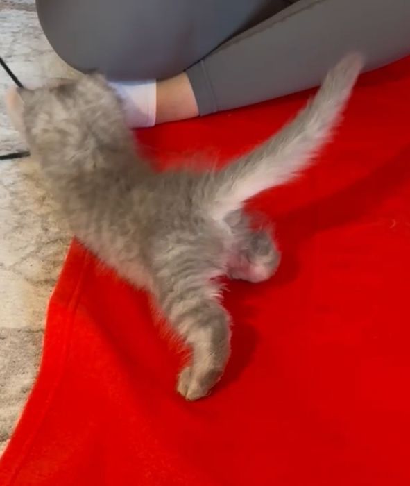 British longhair tobby