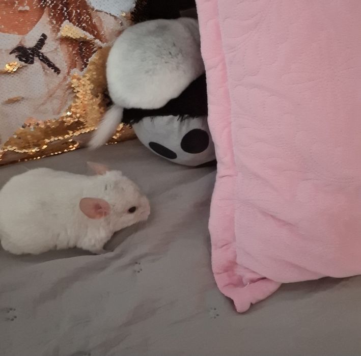 Chinchila Șinsila pui