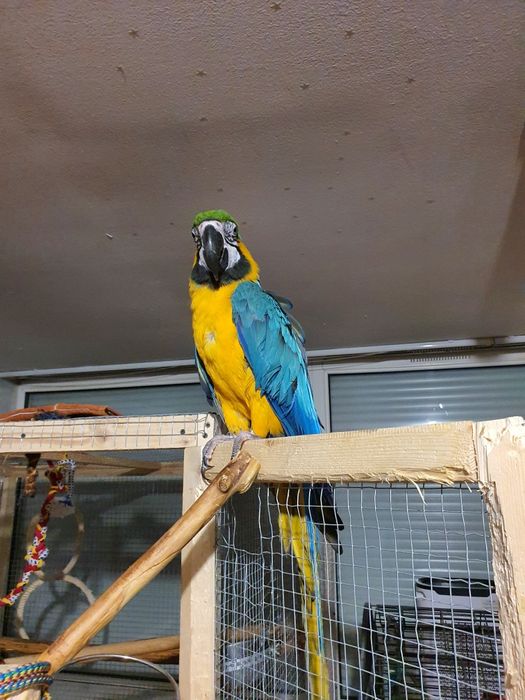 Papagal ara ararauna