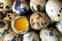 Бедана тухуми Перепелиные яйца